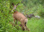 Doe and Fawn