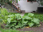 Our own rhubarb patch