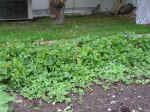 Our strawberry patch