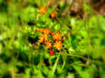 Spring wildflower
