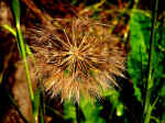 Flower seed pod